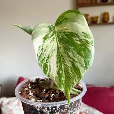 Image result for Selago albomarginata