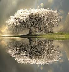 We did not find results for: Peaceful Beautiful Tree Beautiful Nature Nature Photography
