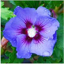 Rose Of Sharon Bluebird Hibiscus Growers Solution