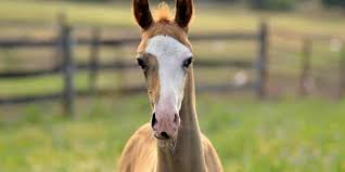 Genetics Behind Horses Face And Leg Markings Studied The