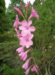 Image result for Watsonia borbonica