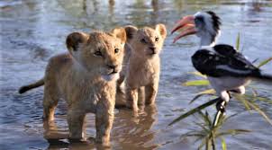 Hakuna matata dublat in romana. Regele Leu Va PlÄƒcea Mereu Idrilog