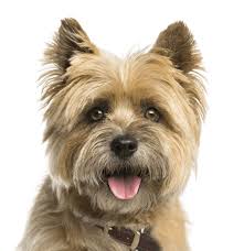Whether you're looking for a playful puppy or an older companion, we have the perfect dog for you. Westie West Highland White Terrier Puppies For Sale Adoptapet Com