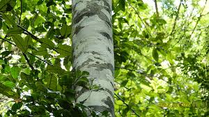 Image result for Cordia sp.A.