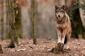 The wolf (canis lupus), also known as the gray wolf or grey wolf, is a large canine native to eurasia and north america. Wolf Immer Mehr Begegnungen Mit Menschen Jagderleben De
