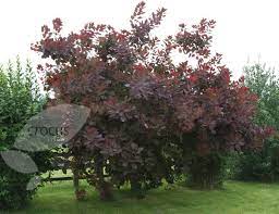 Healthy, top quality smoke trees for sale. Buy Smoke Bush Cotinus Grace Delivery By Waitrose Garden