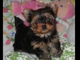 Americanlisted features safe and local classifieds for everything you need! Stephanie Barnes In Clarksville Tn On American Kennel Club Marketplace Yorkie Terrier Yorkie Yorkshire Terrier