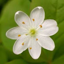 Image result for Lysimachia