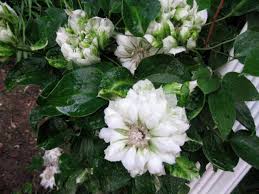 We did not find results for: Clematis Carlisle S Chesapeake