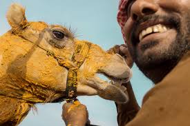 With insider tips, camel race schedules and places where you can watch the camels live at. Christophe Viseux Camel Race Burn Magazine