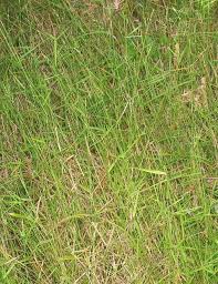 Image result for Entolasia