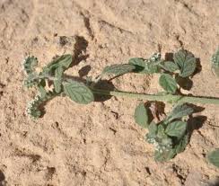 Image result for Heliotropium supinum