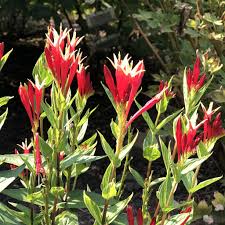 Image result for Spigelia
