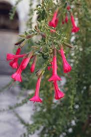 Image result for Cantua