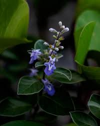 Image result for Vitex trifolia
