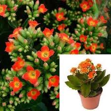 Check spelling or type a new query. Kalanchoe Orange Yellow Succulents Plant Flaming Katy Christmas Kalanc Californiafloridaplant