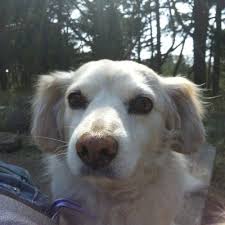 Searching for a trip to san francisco and want to take your pet along? Little Buddhas Dog Walking Pet Sitting 25 Photos 23 Reviews Dog Walkers 2003 Franklin St Pacific Heights San Francisco Ca United States Phone Number