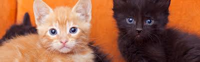 Kitten rescue was founded in the spring of 1997 and has grown to be one of the largest and most respected animal welfare groups in los angeles. Kittens Adopt No Kill Los Angeles