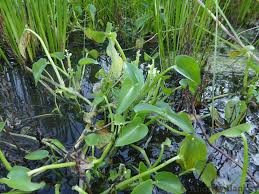 Image result for Heteranthera callifolia