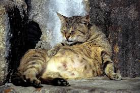 Sebuah tanda khas kucing siap untuk kawin adalah refleks ekor yang melengkung. Bagaimana Saya Dapat Memberitahu Jika Kucing Saya Hamil