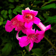 Image result for Eranthemum laxiflorum