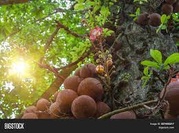 Maybe you would like to learn more about one of these? Bodhi Tree Known Bo Image Photo Free Trial Bigstock