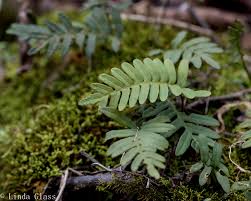 Image result for Pleopeltis