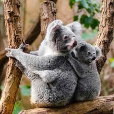 Epingle Par Jessica Cole Sur Koalas Bebes Animaux Animaux Australie