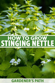 Drinking nettle tea and applying it on the being an astringent plant, stinging nettle also reduces an overly oily scalp and hair. How To Grow Stinging Nettle Gardener S Path