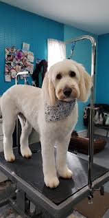 Dexter's first haircut 💇