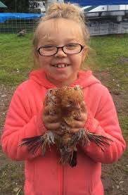 Does anyone want a chick? My hen had 4 and decided she didn't want to be a  mom anymore and only one has survived. It's a bantam silkie mix.