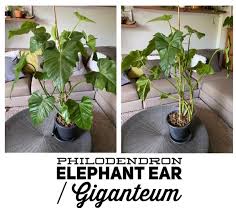The large elephant ear bulbs need plenty of room to grow. Philodendron Elephant Ear Giganteum Furniture Home Living Gardening Plants Seeds On Carousell