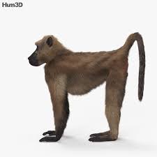 3d Model Of Chacma Baboon Hd Baboon Animals 3d Model