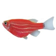 Some fish always have this spot, but it will typically grow brighter or darker during once the fish is pregnant. Glofish Care Sheet Petco