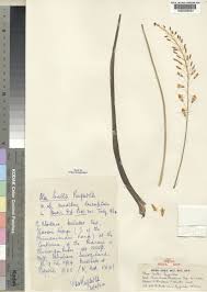 Image result for Aloe ballii