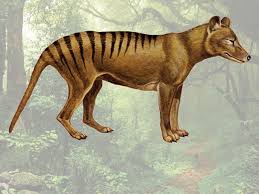 Thylacine, the largest carnivorous marsupial of recent times, presumed extinct soon after the last captive individual died in 1936. The Hunt For The Thylacine Australia S Elusive Tasmanian Tiger E T Magazine