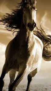 Running Horse Hd Mobile Wallpaper Horses Horse Wallpaper Running Horses