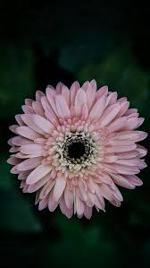 Pure Daisy Flower Center Pink Iphone 5s Wallpaper Download Iphone Wallpapers Ipad Wallpapers One Stop Download Daisy Wallpaper Flower Center Flower Photos