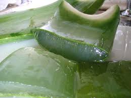 Then, the plant's natural amino acids work to cleanse the scalp and bring impurities to the surface, where they're rinsed away. Aloe Vera Shampoo Recipe Make Your Own Aloe Shampoo Bellatory