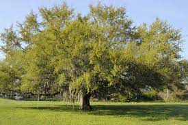 In most areas of the country. Live Oak Tree Facts Tips On Caring For Live Oaks In The Landscape