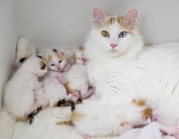 10 Baka Kucing Paling Cantik Dan Comel Dalam Dunia Iluminasi