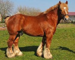Its tall and massive stature makes it one of the strongest breeds of the. Horses Breed Brabant Belgian Draft Horse Search And Find Horses In Equitation Rimondo