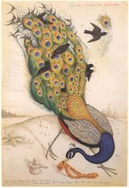 The frontrunner for the democratic nomination in buffalo would be the first socialist mayor of a major american city in 60 years. Walton Ford American B 1960 Avatars The Birds Of India No 1 1996 Watercolor Gouache Pencil And Ink On Paper 60 X Walton Ford Bird Prints Bird Art