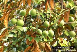 Image result for Chrysophyllum