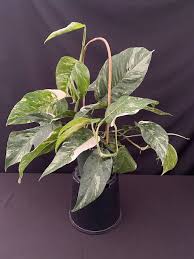 Image result for Epipremnum