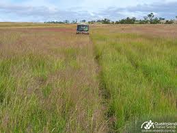 Image result for Capillipedium