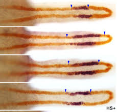 Doğum tarihi 2 eylül 1938. January In Preprints The Node