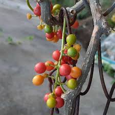 Image result for Tinospora orophila