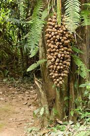 Giant Grapes Of Nuts From The Cohune Palm Tree Orbigyna Cohune Cockscomb Basin Wildlife Sanctua Cockscomb Basin Wildlife Sanctuary Wildlife Sanctuary Belize