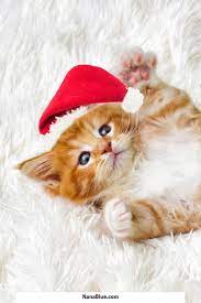 Merry christmas gif merry christmas pictures christmas kitten xmas pictures christmas hanukkah christmas scenes christmas animals merry christmas and happy new year christmas wishes. Cats At Christmas Christmas Cats Kitten Pictures Christmas Animals